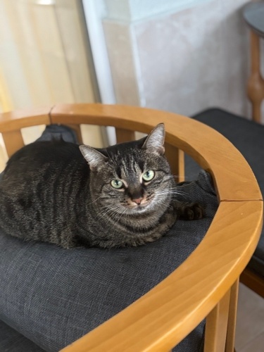 Mama ve kumunu karşılayacağız , sakin ve sevecen kızımıza yuva arıyoruz fotoğraf