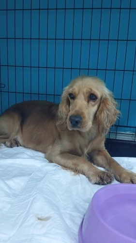 Amerikan cuker 1 yaş dişi fotoğraf