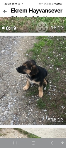 Minik acil yuva arıyoruz fotoğraf