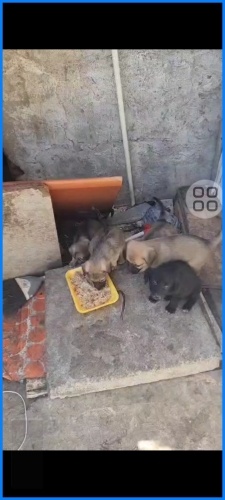 Minik yavrular acil yuva arıyor fotoğraf