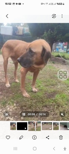 Heybetli uysal sevgi dolu fotoğraf