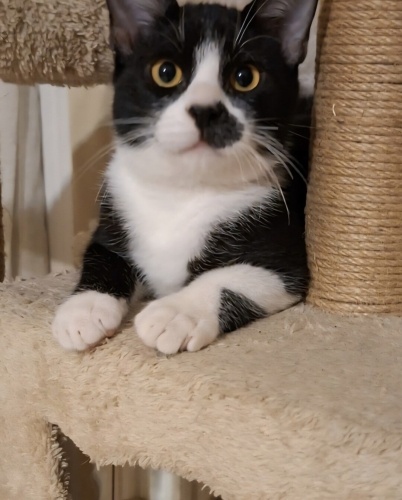 Acil yuva aranıyor fotoğraf