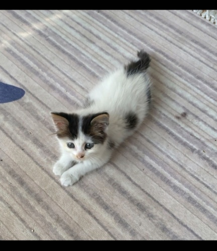 Acil yuva aranıyor fotoğraf