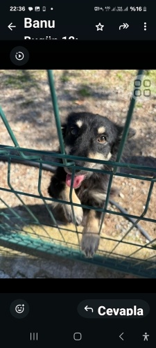 Fit fır acil yuva arıyoruz fotoğraf