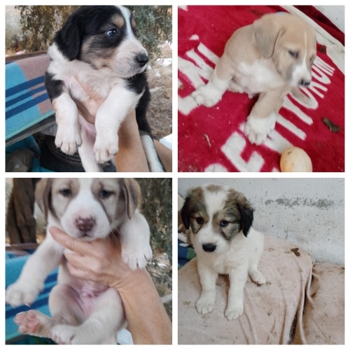 Daltonlar ömürlük yuvalarını arıyorlar fotoğraf