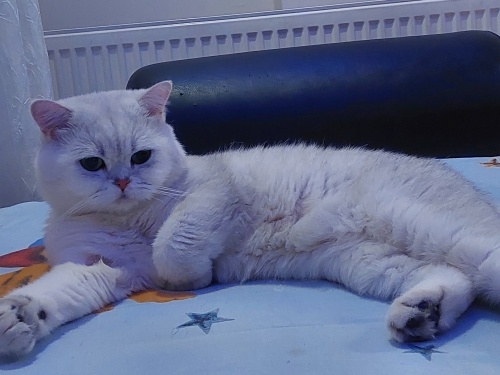 ücretsiz sahiplendirilecek fotoğraf