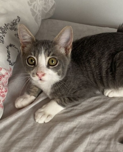 Acil yuva aranıyor fotoğraf