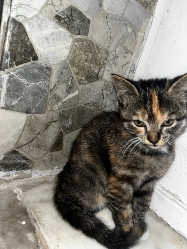 ACİL YAVRU KEDİ SAHİLLENDİRME fotoğraf