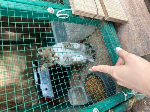 Mirket kediyi sahiplendiriyoruz fotoğraf