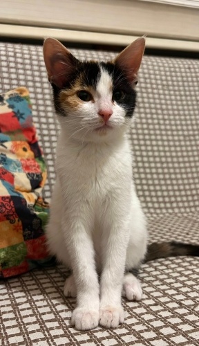 Balıma yuva aranıyor fotoğraf