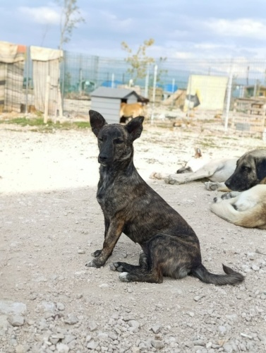 PETİT BRABANÇON +BELÇİKA MALİNOİS MELEZİ fotoğraf