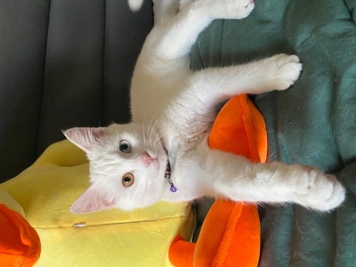 Yakışıklı prense yuva arıyorum fotoğraf