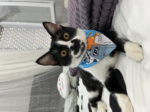 KUYRUKSUZ GÜÇLÜ YUVA ARIYOR ‼️🫂 fotoğraf