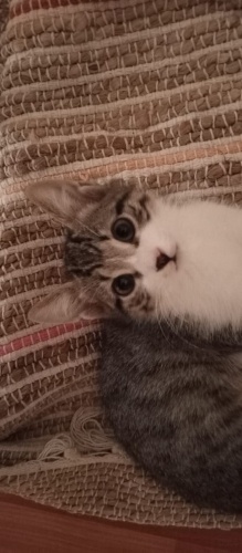 Çok sevecen ve yumuşacık bir kediyim fotoğraf