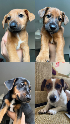 Tatlı bebişlere ve annelerine ACİL yuva arıyorum! fotoğraf