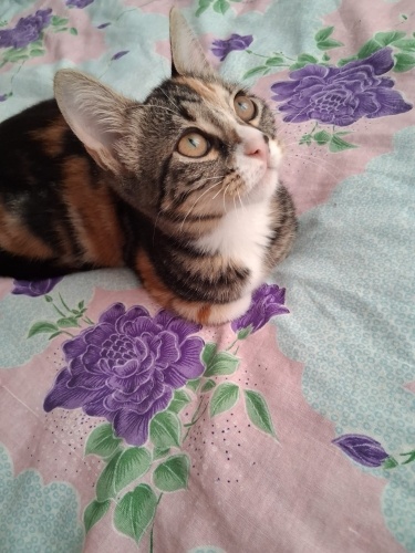 Dünya Tatlısı Dişi Bir Şans Kedisi fotoğraf