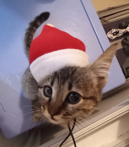 1 Aylık Küçücük Bir Ballı Lokma fotoğraf