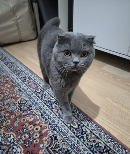 Bal gözlü çocuk yuva arıyor fotoğraf