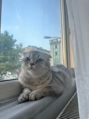 3 yaşında zeyna kızımızı ücretsiz sahiplendireceğiz ona yuva olabılecek bi aile fotoğraf