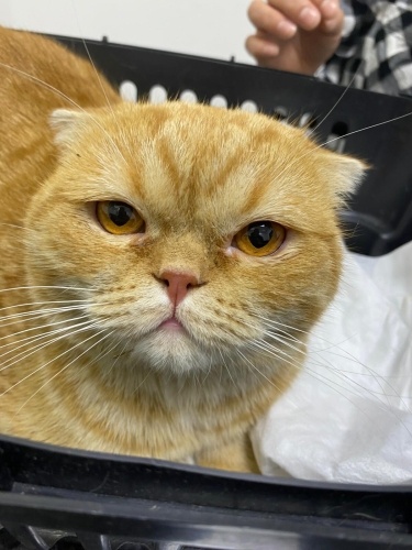 Kısırlaştırma şartı ile ücretsiz sahiplendirme fotoğraf