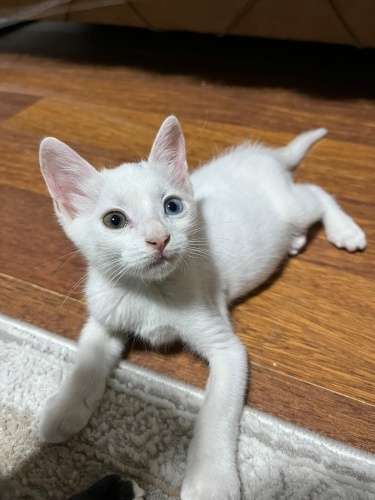 bu cocuga yuva ariyoruz DENIZLI fotoğraf