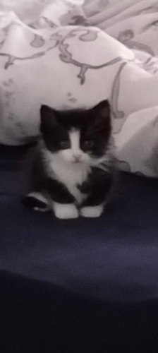 Kedimize yuva arıyoruz ücretsiz sahiplendirme fotoğraf