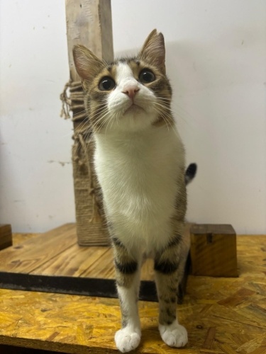 Gerçek Bir Anne, Gerçek Bir Kalp: Bu Güzel Kediye Bir Yuva Gerek fotoğraf