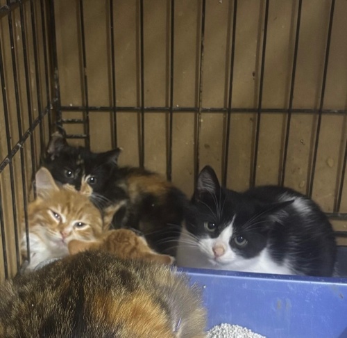 Yavrular Yuvalarını Arıyor, Veteriner Kliniğinden fotoğraf