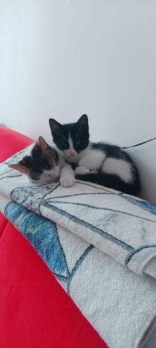 Ömürlük yuva arıyoruz fotoğraf