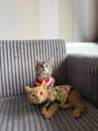 Guzelliklerine bakarmısınız.. Bal çoçuklar ailelerini bekliyor fotoğraf