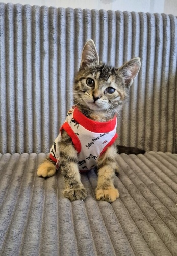 Minik prenses ailesini bekliyor fotoğraf