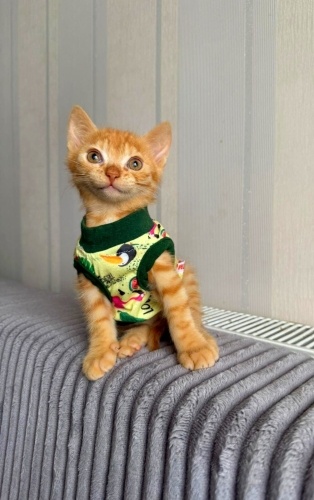 MİNİK ADAM KUCAK AÇACAK AILESİNI BEKLIYOR fotoğraf