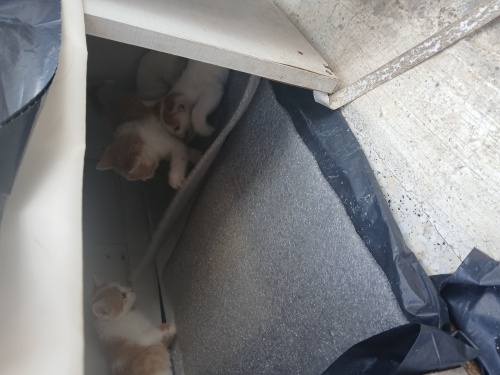 6 tane yavru kedi fotoğraf