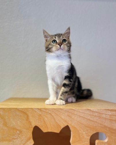 Yakışıklı prense yuva fotoğraf