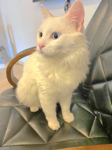 Ücretsiz sahiplenme pofidik Ankara kedisi acil yuva fotoğraf