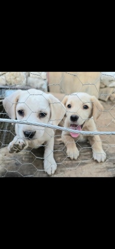 Ücretsiz sahiplenme pofidik Labrador melez yavru kardeşler acil yuva fotoğraf