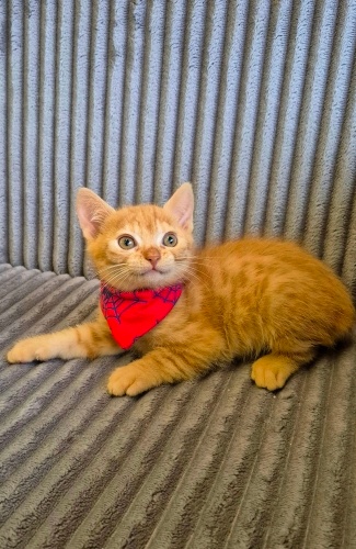 MİNİK PRENS AİLESİNİ ARIYOR. fotoğraf