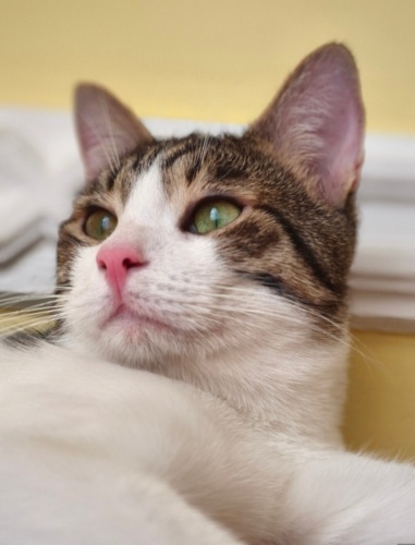 Erkek kısır sakin ve sevecen fotoğraf