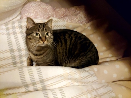 Kedi Archie yeni ailesini arıyorrr fotoğraf