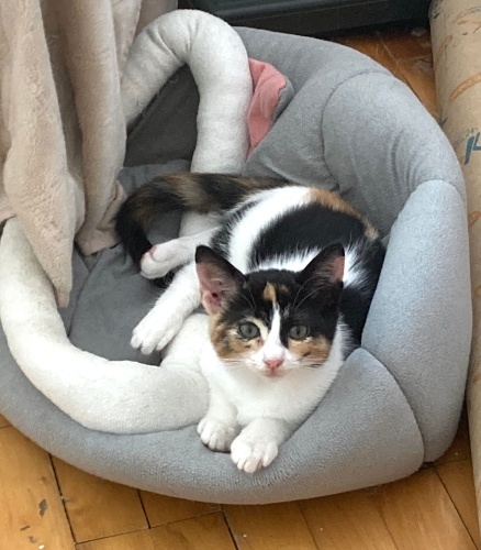 Papatya’ya ömürlük yuva fotoğraf