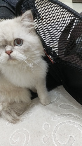 Acil yuva arıyorum fotoğraf