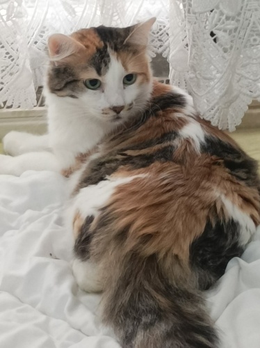 Acil yuva arıyorum fotoğraf