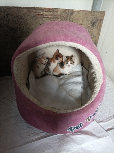 Bebeklere acil yuva arıyorum fotoğraf