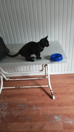 Acil yuva arıyorum fotoğraf