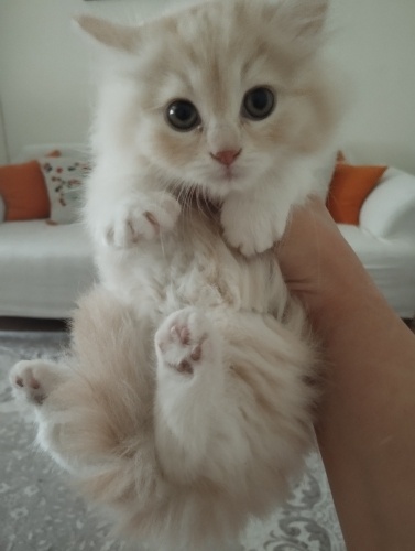 Ücretsiz, 2 aylık yavru dişi kedi fotoğraf