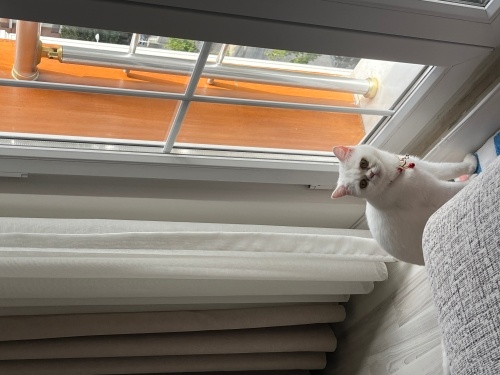 10 Aylık Dişi Exotic Shorthair fotoğraf