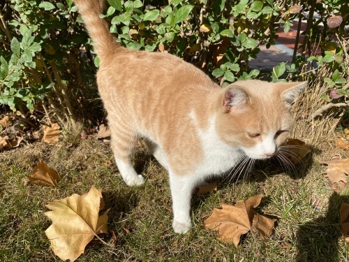 melez güzelliğe yuva fotoğraf