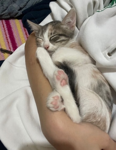 İZMİR DÜNYALAR TATLISI İKİZ BEBEKLERİMİZE ÖMÜRLÜK YUVASINI ARIYORUZ fotoğraf