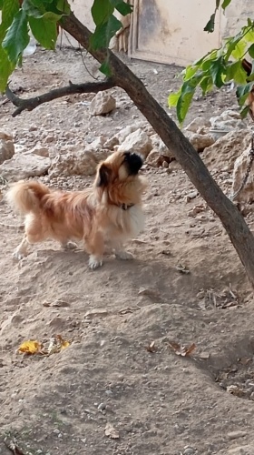 erkek tibetli spaniel köpek fotoğraf