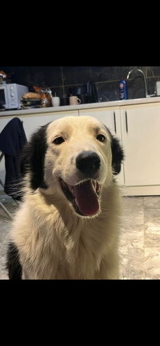 Alba Border Collie Kırması fotoğraf